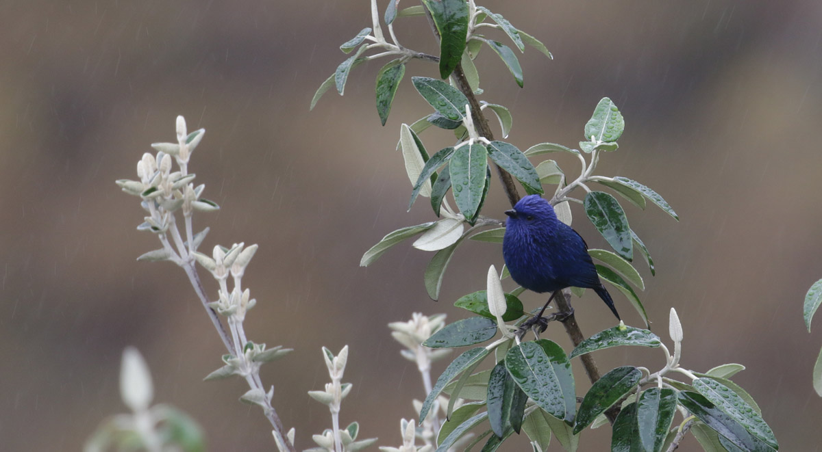 Titlike Dacnis